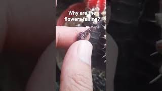 why are the flowers falling gymnocalycium mihanovichii [upl. by Calondra]