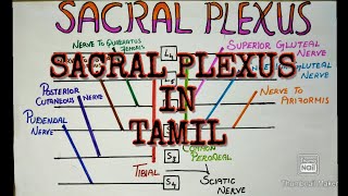 SACRAL PLEXUS IN TAMILLOWER LIMBANATOMYNEUROLOY [upl. by Ulrica]