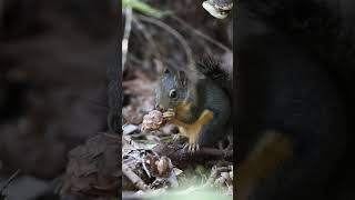 Douglass Squirrel [upl. by Cirad]