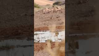 Sandgrouse hunting hunting viralvideo huntting sandgrouse [upl. by Ybbor]