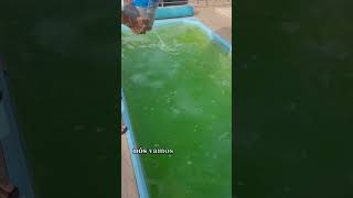 Como fazer manutenção na piscina Manutenção de piscina Piscina em casa [upl. by Kathi330]