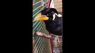 Charlie the Mynah bird St Peters Garden Centre Jersey UK [upl. by Ynej]