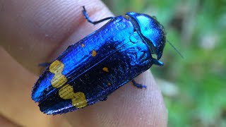 Beetle Blues ULTRA Blue Beetle  Jewel beetle  Conognatha cf pretiosissima Bupestridae [upl. by Ynohtnad]