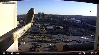 Peregrine Networks Live Peregrine Falcon Feed3 Manchester NH USA [upl. by Hijoung]