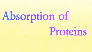 Absorption of Proteins  Biochemistry absorption [upl. by Ybrek]