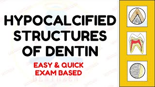 Hypocalcified Structures of Dentin  Tome’s granular Layer [upl. by Minton139]