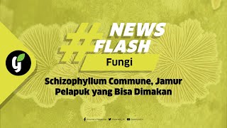 Schizophyllum Commune Jamur Pelapuk yang Bisa Di Makan [upl. by Nilreb]