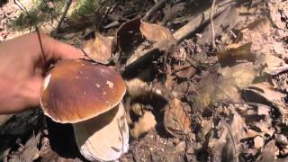 Primer boletus aereus y Bedulis 2013 septiembre 3 [upl. by Eduj]