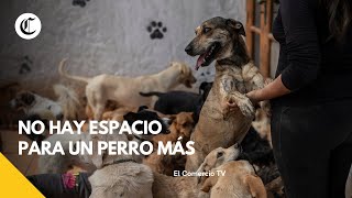 Albergues para perros en Lima en emergencia VideosEC [upl. by Colby986]