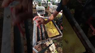 Beekeeping farm in Cambodia Khmer Bee farm Cambodian Bee Farm [upl. by Youngran]