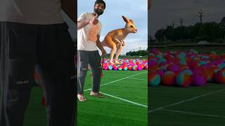 The mascot vibrato assistant placed on thefootball field is popular 🦌 [upl. by Anders]