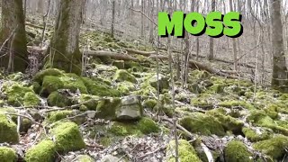 Is moss a plant [upl. by Engelhart]