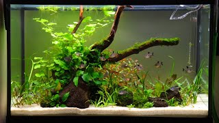 NonCo2 29 Gallon Dirted Tank Setup [upl. by Andris738]