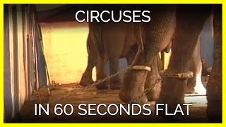 Circuses in 60 Seconds Flat [upl. by Nodnil]