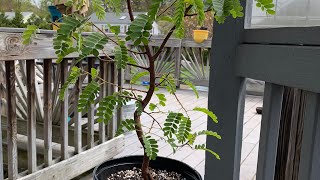 Tamarind tree grow from seed [upl. by Navanod]