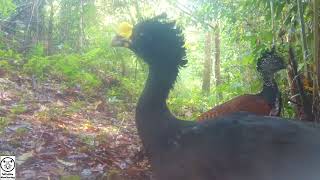 Great Curassow  Tico Times [upl. by Pownall]