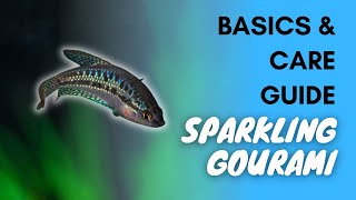 Sparkling Gourami Basics And Care Guide [upl. by Tharp]