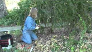 Learn to Prune Bushes [upl. by Allina183]