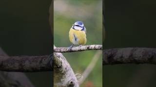 Real Birds  Precious Blue Tit in early Winter shorts [upl. by Saref517]