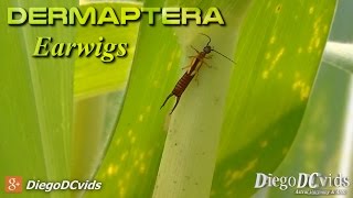 Elaunon bipartitus  Earwig Dermaptera  Forficulinae Lacrainha [upl. by Hope]