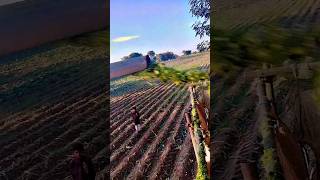 Corn cutting with tractor 🚜 viralvideo corn cornstarch [upl. by Marciano]