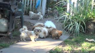 Pekingese dogs [upl. by Auohc]