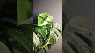 Monstera deliciosa ‘Albo’ variegatedmonstera newleaf timelapse creatorsearchinsights [upl. by Vivl]