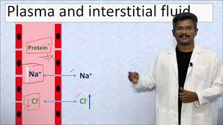 Gibbs Donnan Effect Equilibrium Ratio and Potential [upl. by Acile]