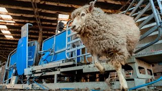 Te Pari Racewell Sheep Handlers in Action [upl. by Jessen987]