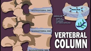 VERTEBRAL COLUMN ANATOMY 12 [upl. by Nede]