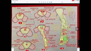 Development of male gametophyte in Pinus [upl. by Nhepets]