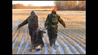 Chassomaniak chasse aux chevreuils en saskatchewan 2012 [upl. by Thorbert]