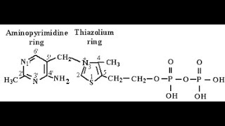 Coenzyme and Reactive Moieties of Vitamin B1 Thiamine Thiamine Pyrophosphate  Thiazolium ring [upl. by Gunas]