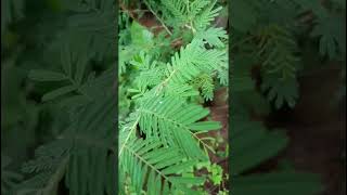 Prosopis cineraria Fabaceae family nature trending flora forest forests [upl. by Khalin]