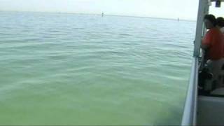 DOLPHINS AND MANATEES SHOT ON THE PIER DOLPHIN CRUISES St Petersburg Fl Pier [upl. by Sachiko300]