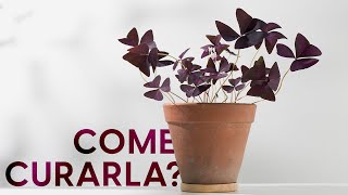 Oxalis guida completa alla coltivazione e alle varietà 🤩 [upl. by Pen]