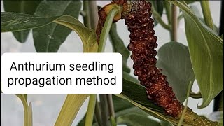 Anthurium inflorescence propagation or seed propagation [upl. by Atinuhs]