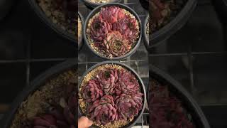 Echeveria Colorata rare succulent plants succulant garden succlents shots [upl. by Chapa130]