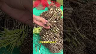 It is very suitable to plant leek roots in autumn leeks gardentips garden plantingtips [upl. by Rosita205]