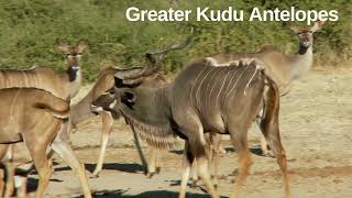 Antelopes Antelope Species [upl. by Yssim686]