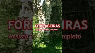 Forrageiras assista o vídeo completo jrgabrielense forrageira [upl. by Scurlock]