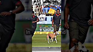 Meanwhile God Alian Lion king in cricket Ground 😎🔥shorts youtubeshorts [upl. by Gylys]