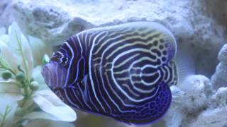 Emperor Angelfish  Juvenile to Adult Transition Phase [upl. by Idhem284]