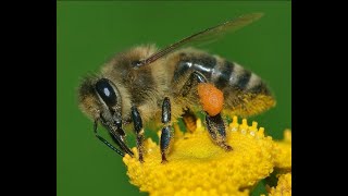 6 Neonicotinoid pesticides [upl. by Boswall651]