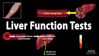 Liver Function Tests LFTs Animation [upl. by Attennhoj]