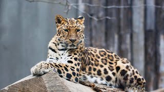 AMUR LEOPARD  Endangered and Mysterious [upl. by Williamson]