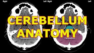 ANATOMY OF THE CEREBELLUM [upl. by Thurlow]