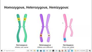 What is Homozygous Heterozygous and Hemizygous [upl. by Lewap846]