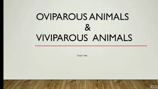 OVIPAROUS ANIMALS amp VIVIPAROUS ANIMALS II STUDY TIME [upl. by Scammon903]