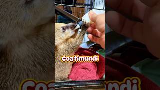 Baby Coatimundi  babyanimals ocoeeriversidefarm horse summermorning booknow wildlife [upl. by Casanova]